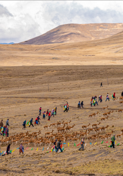 Chaccu: El ritual que une tradición y sostenibilidad